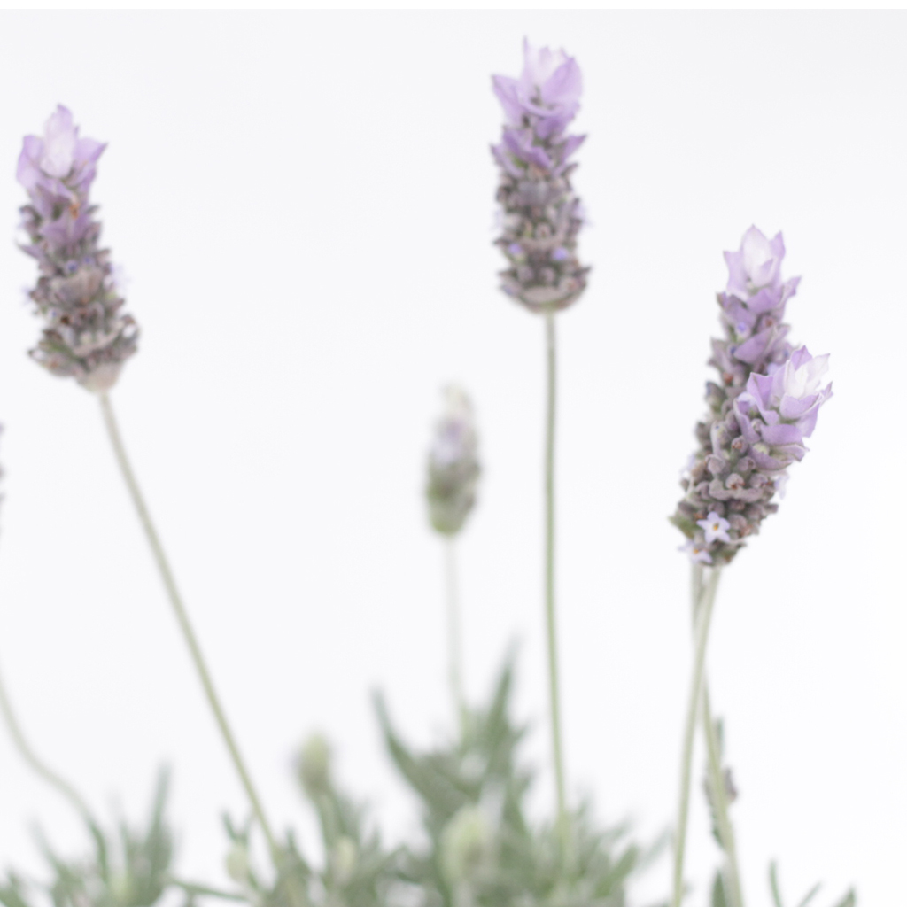 Planta lavanda pza