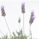Planta lavanda pza