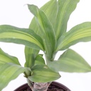 Planta palo de Brasil pza