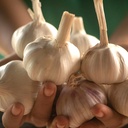 Ajo kg