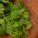 Cilantro manojo