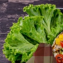 Lechuga italiana pza