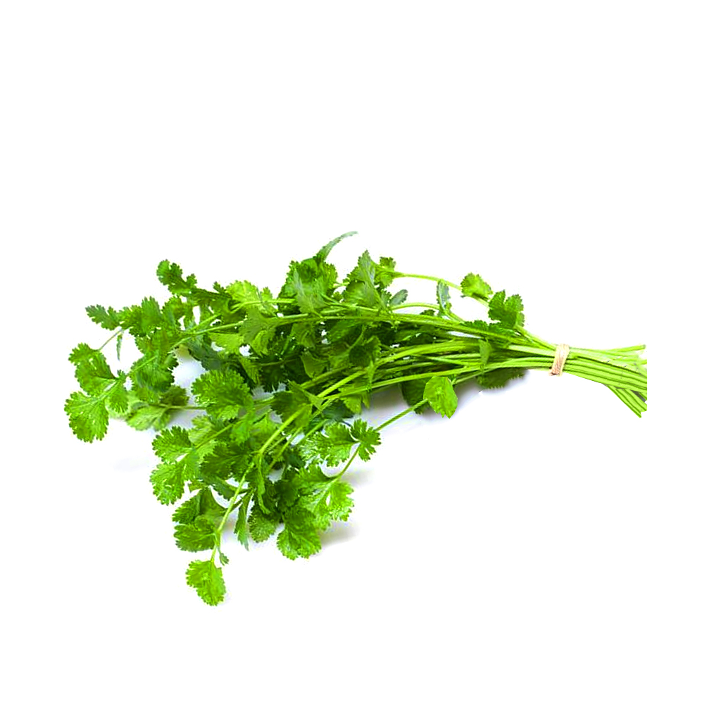 [00172] Cilantro manojo