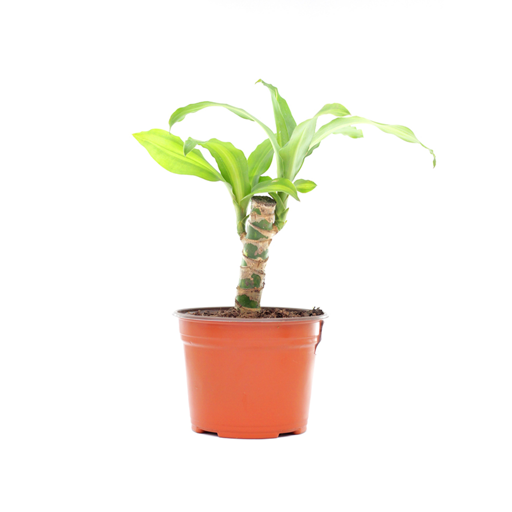 Planta palo de Brasil pza Archivado
