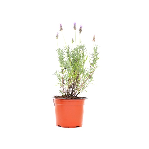[00500] Planta lavanda pza