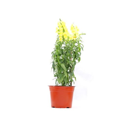 [00501] Planta boca de dragón pza